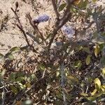 Limonium tuberculatum Flor