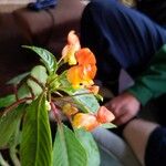 Impatiens auricoma Blomst