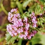 Centranthus calcitrapae Blomst