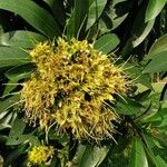 Xanthostemon chrysanthus Flower