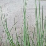 Cortaderia selloana Облик