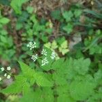 Osmorhiza longistylis പുഷ്പം