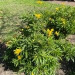 Euryops chrysanthemoides Blomma