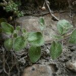 Antirrhinum molle Hoja