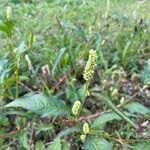 Persicaria lapathifolia Цвят