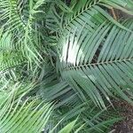 Ceratozamia mexicana ᱥᱟᱠᱟᱢ