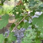 Ribes inerme Fruto