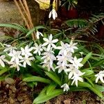 Ornithogalum divergens Habitus