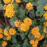 Lantana aculeata Flors