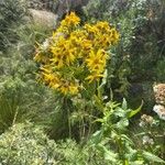 Senecio triangularis Foglia