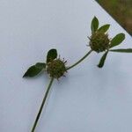 Trifolium glomeratum Плід