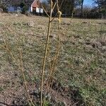 Salix viminalis Corteza