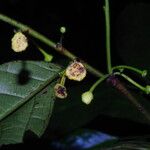 Dorstenia africana Flower