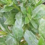 Osteospermum ecklonis Blad