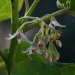 Solanum nudum Flower