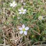 Spergularia media Flower