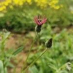 Volutaria lippii Flower