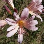 Lycoris squamigera Flower