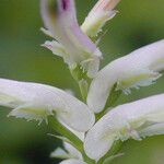Fumaria occidentalis Çiçek