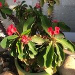 Euphorbia milii Blad