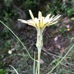 Scorzonera aristata 花