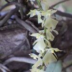 Rhipidoglossum pulchellum Flower