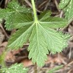 Potentilla thuringiaca पत्ता