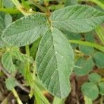 Desmodium incanum Leaf