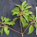 Persea caerulea Otro