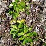 Veronica bellidioides Likasa