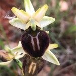 Ophrys sphegodes Fleur