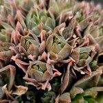 Haworthia cymbiformis Yaprak