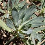 Echium thyrsiflorum Lapas