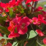 Euphorbia lophogona Kwiat