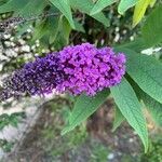 Buddleja davidiiപുഷ്പം