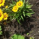 Coreopsis grandiflora Blomst