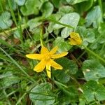 Ranunculus ficariaBloem