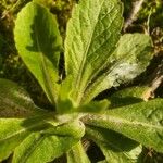 Erigeron pulchellus 葉