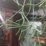Rhipsalis neves-armondii Likasa