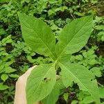 Triosteum perfoliatum Leaf