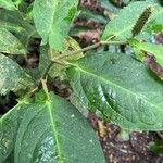 Piper sagittifolium Leaf
