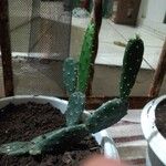 Opuntia maxima Blatt