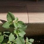 Solanum chenopodioides Leaf