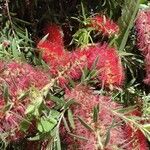 Callistemon viminalis Blomma