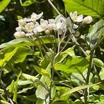 Solanum laxum Flower
