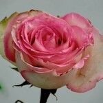 Rosa chinensis Цветок