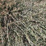 Ephedra distachya Агульны выгляд