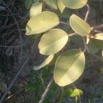 Croton punctatus Feuille