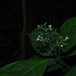 Chassalia pteropetala Flower