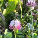 Trifolium isthmocarpum Fleur